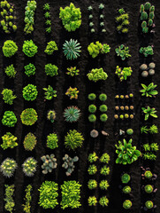 Aerial view of succulent garden with geometric rows on dark soil. Natural pattern and botanical diversity for eco backgrounds