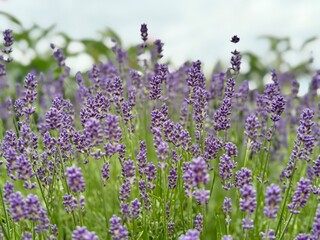 Close-up of blooming lavender flowers in a garden. Aromatic purple blossoms of Lavandula angustifolia swaying in the summer breeze.
