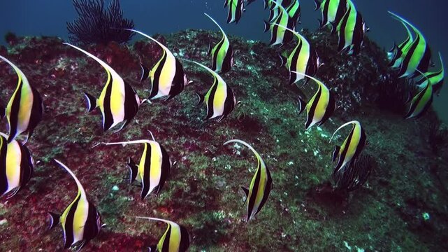 A school of vibrant Moorish idols swim gracefully amongst a coral reef in Mexico. These black, white, and yellow fish create a captivating display of underwater life.
