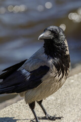 Detailed close-up of a hooded crow perched on concrete by the water, showing its sharp beak, dark...