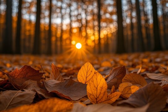 Fallen autumn leaves create a vibrant carpet on the forest floor, illuminated by the warm, golden light of the setting sun filtering through the trees