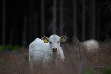 Calf standing in deep coniferous forest on a bright summer evening in Norway