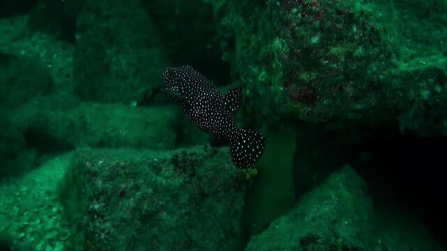 A Spotted Drum fish swims through a dark crevice near the reef in Cozumel, Mexico. Seaweed covers the rocks in a rich turquoise light filtering from above.