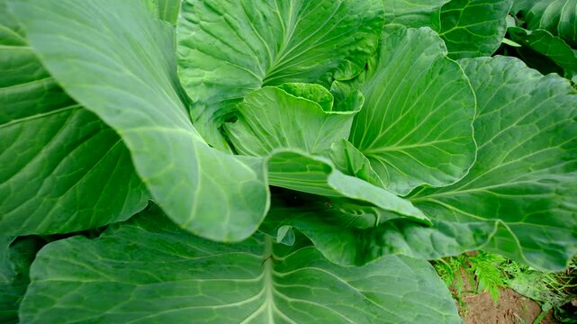 Super close up of white cabbage head begin to form in middle of plant and moving camera away revealing more veggies growing in fenced organic garden
