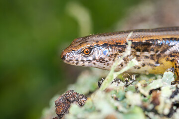 New Zealand striped skink resting on colorful flower