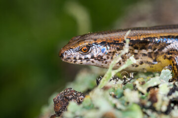 New Zealand striped skink resting on colorful flower