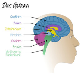 Das Gehirn - Aufbau