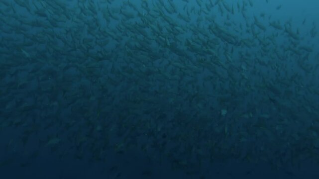 A large school of fish moves together through the depths off the coast of Baja California Sur, Mexico. They flow gracefully in unison, creating a mesmerizing effect.