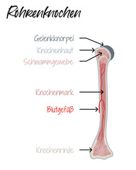 R&ouml;hrenknochen - Aufbau