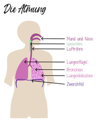 Die Atmung - Infografik