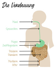 Die Verdauung - Infografik