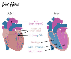 Das Herz - Aufbau