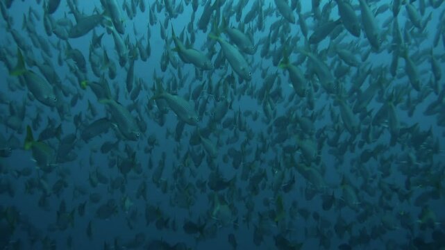 A large school of grunts swims together in the blue waters of the Gulf of California, Mexico. The fish travel in unison, creating a mesmerizing underwater display.