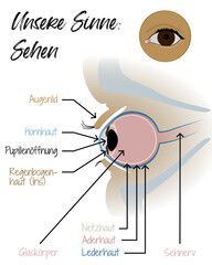 Unsere Sinne - Sehen - Auge