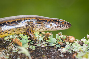New Zealand striped skink resting on colorful flower