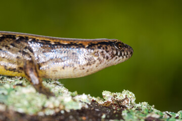 New Zealand striped skink resting on colorful flower