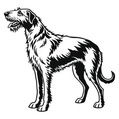 Majestic Irish Wolfhound Standing Tall A Black and White Illustration of Breed Standard