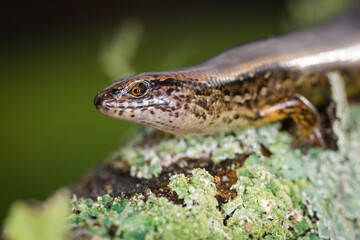New Zealand striped skink resting on colorful flower
