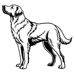 Majestic Golden Retriever Illustration Standing Tall A Symbol of Loyalty and Canine Elegance in Black and White Design
