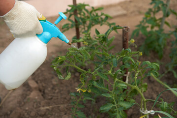 Treatment of plants in the open ground by leaf. A male hand sprays the biopreparation on the tomato bush with a pom sprayer.