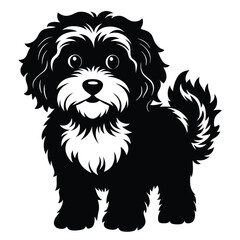 Charming Black and White Havanese Puppy with Fluffy Fur a Delightful Companion Animal with an Endearing Expression on a White Background
