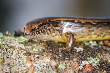 New Zealand striped skink resting on colorful flower