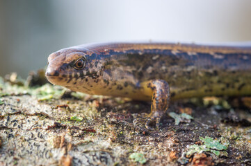 New Zealand striped skink resting on colorful flower
