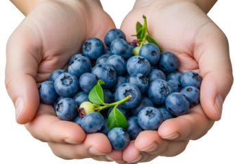 Hands holding handful of fresh ripe blueberries, sweet and nutritious, isolated on transparent background, antioxidant superfood, healthy snack