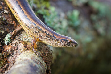 New Zealand striped skink resting on colorful flower