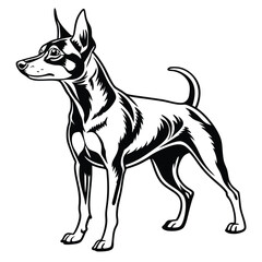 Elegant Miniature Pinscher Illustration Stately Black and White Dog Art Piece Confident Canine Companion Standing Proudly Defined Musculature
