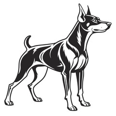 A Striking Vector Illustration of a Doberman Pinscher Dog Standing Alert with Muscular Build and Sharp Features