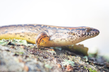 New Zealand striped skink resting on colorful flower
