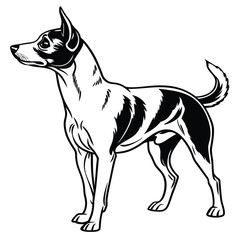 Striking Monochrome Basenji Illustration A Noble Breed Depicted with Grace and Precision in Detailed Vector Art