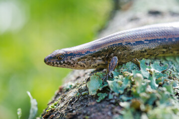 New Zealand striped skink resting on colorful flower