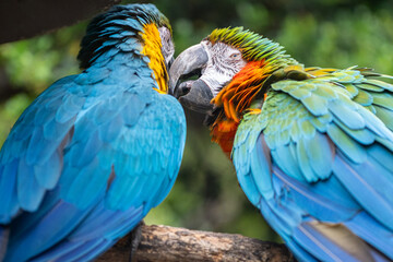 毛繕いをする二匹のコンゴウインコ