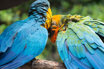 毛繕いをする二匹のコンゴウインコ