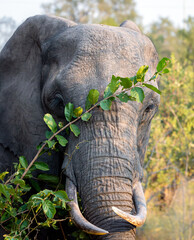 African elephant portrait hiding behind small branch