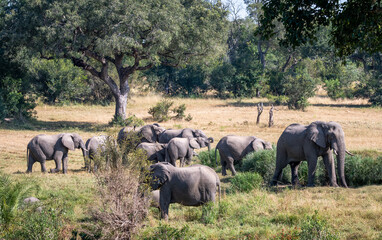 African elephant herd relazing at waterhole with trees behind