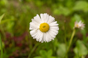 Close-up of dew-kissed white daisy in lush greenery
