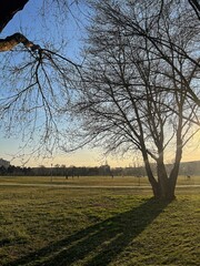 Bare Tree and Long Shadow in City Park at Sunset