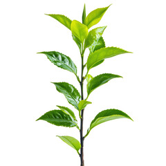 Cultivating fresh tea leaves garden plant natural isolated on transparent background