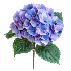 Vibrant hydrangea blossom garden floral natural light isolated on transparent background