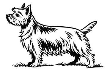 Majestic West Highland White Terrier Portrait A Black and White Depiction of Canine Grace and Breed Standard Excellence