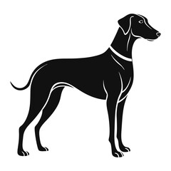 Elegant Silhouette of a Graceful Canine A Striking Depiction of a Purebred Dog Standing Tall and Proud in Profile