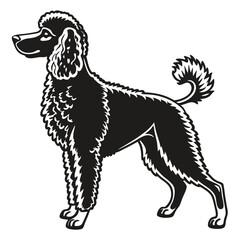 Elegant Poodle Silhouette A Timeless Canine Portrait Showcasing Breed Standard and Graceful Form with an Artistic and Detailed Black and White Design