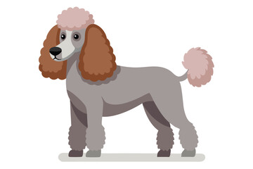 Elegant Gray Poodle with Brown Ears and Topknot Standing Gracefully on a White Background in a Flat Vector Style