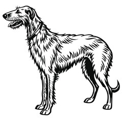 Majestic Irish Wolfhound Illustration Black and White Line Art Depicting a Noble Canine Breed Standing Tall with Graceful Fur