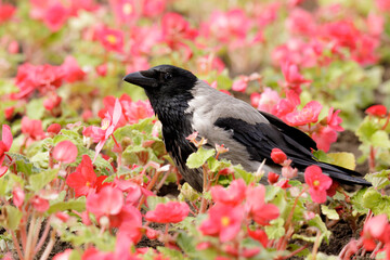 Wild hooded crow walking through vibrant pink garden flowers, captured in a natural outdoor setting during warm season.