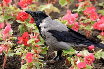 Close-up of a hooded crow among blooming pink flowers in a garden bed with rich soil in springtime.