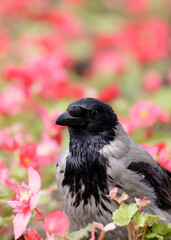 Hooded crow explores a vivid flowerbed filled with pink blossoms and green leaves, symbolizing interaction of wildlife and gardening.